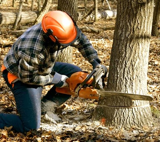 Tree Removal in Paxton, MA
